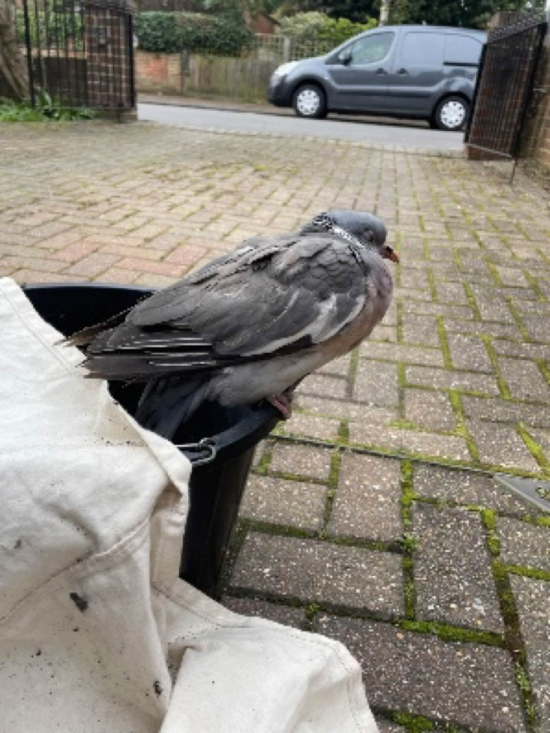 Birds Nest In Chimney